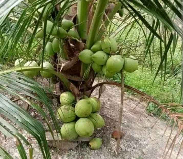 Bibit Kelapa Kopyor Harganya Berapa